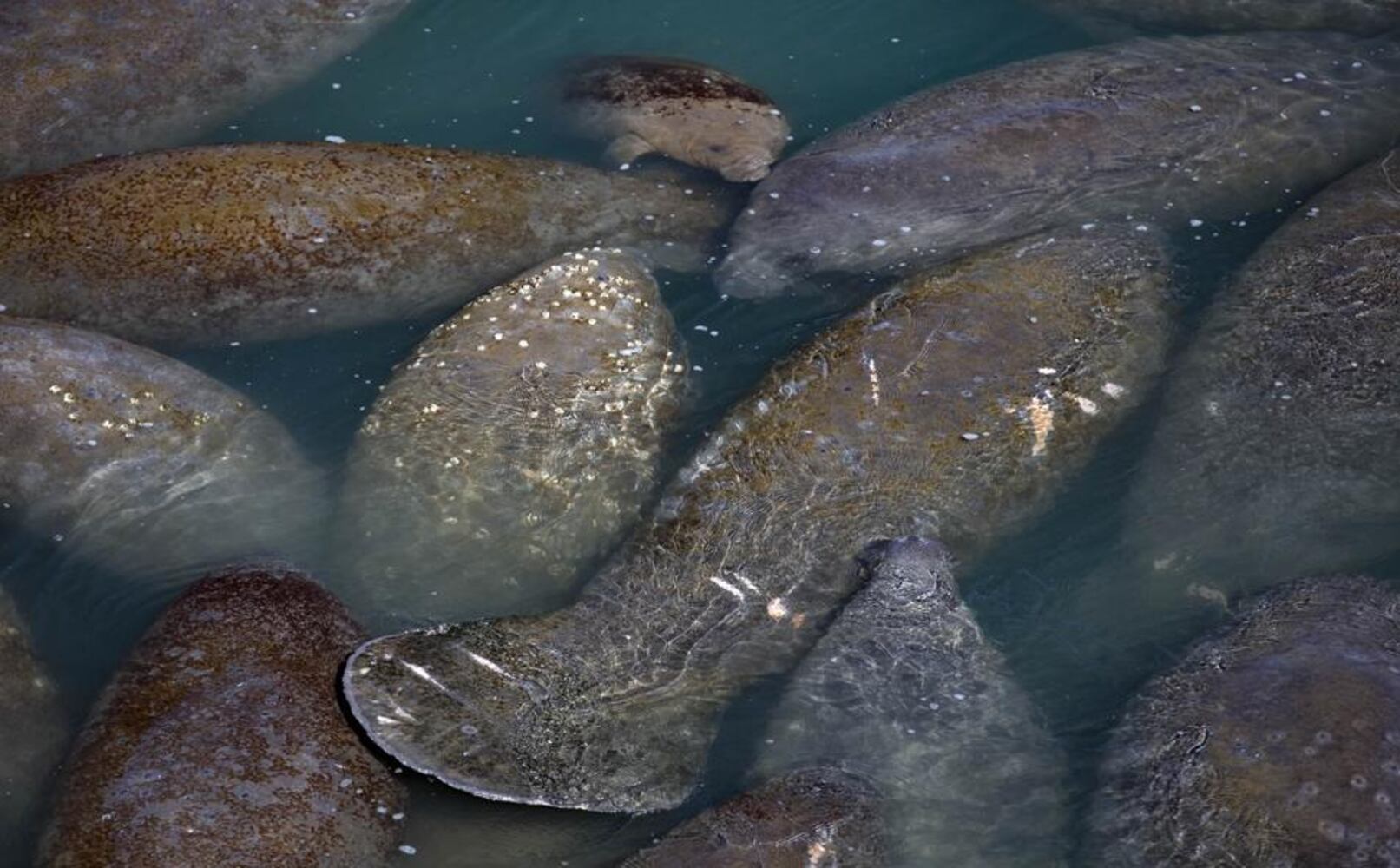 over 200 manatees keeping warm near florida power plant