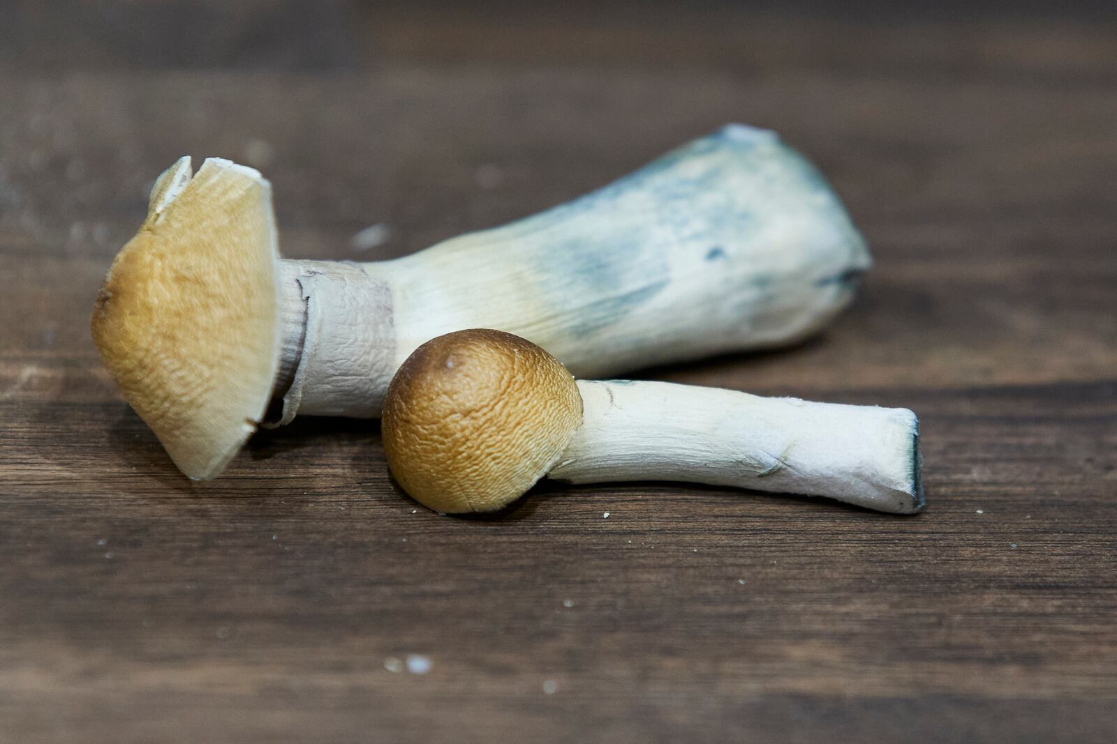 Mushrooms for patient use are shown at a psilocybin service center in Gresham, Ore., Monday, Nov. 18, 2024. (AP Photo/Craig Mitchelldyer)