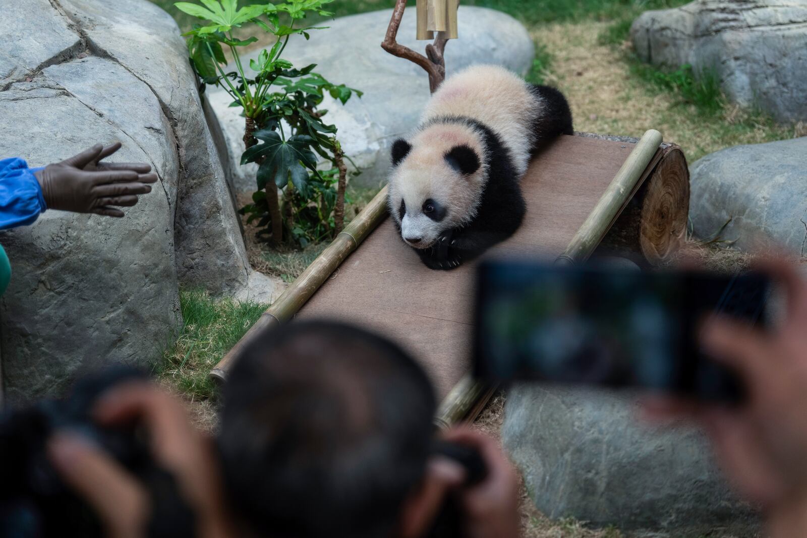 Hong Kong-born giant panda twin cubs makes their debut appearance to media in Ocean Park during a greeting ceremony in Hong Kong, Saturday, Feb. 15, 2025. (AP Photo/Chan Long Hei)