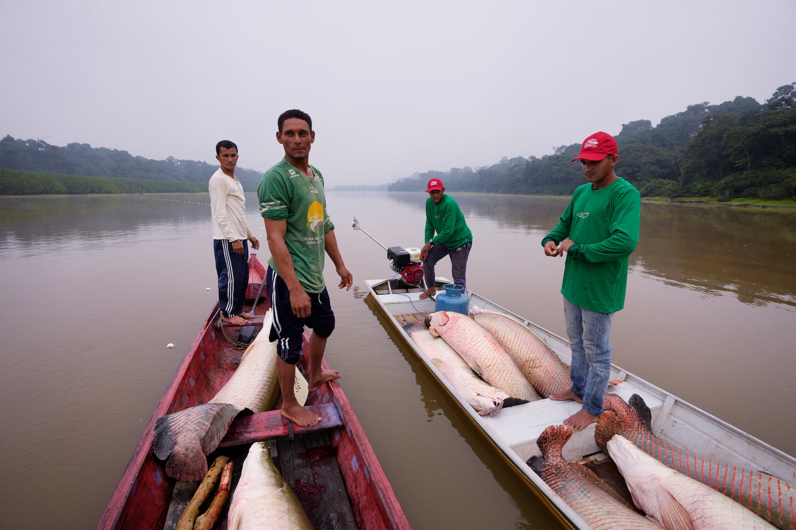 FILE - Fishermen join boats to pass fish from the boat used to catch, left, to the motorized one, right, used to transport pirarucu faster to the processing ship, in San Raimundo settlement lake, Carauari, Brazil, Tuesday, Sept. 6, 2022. (AP Photo/Jorge Saenz, File)