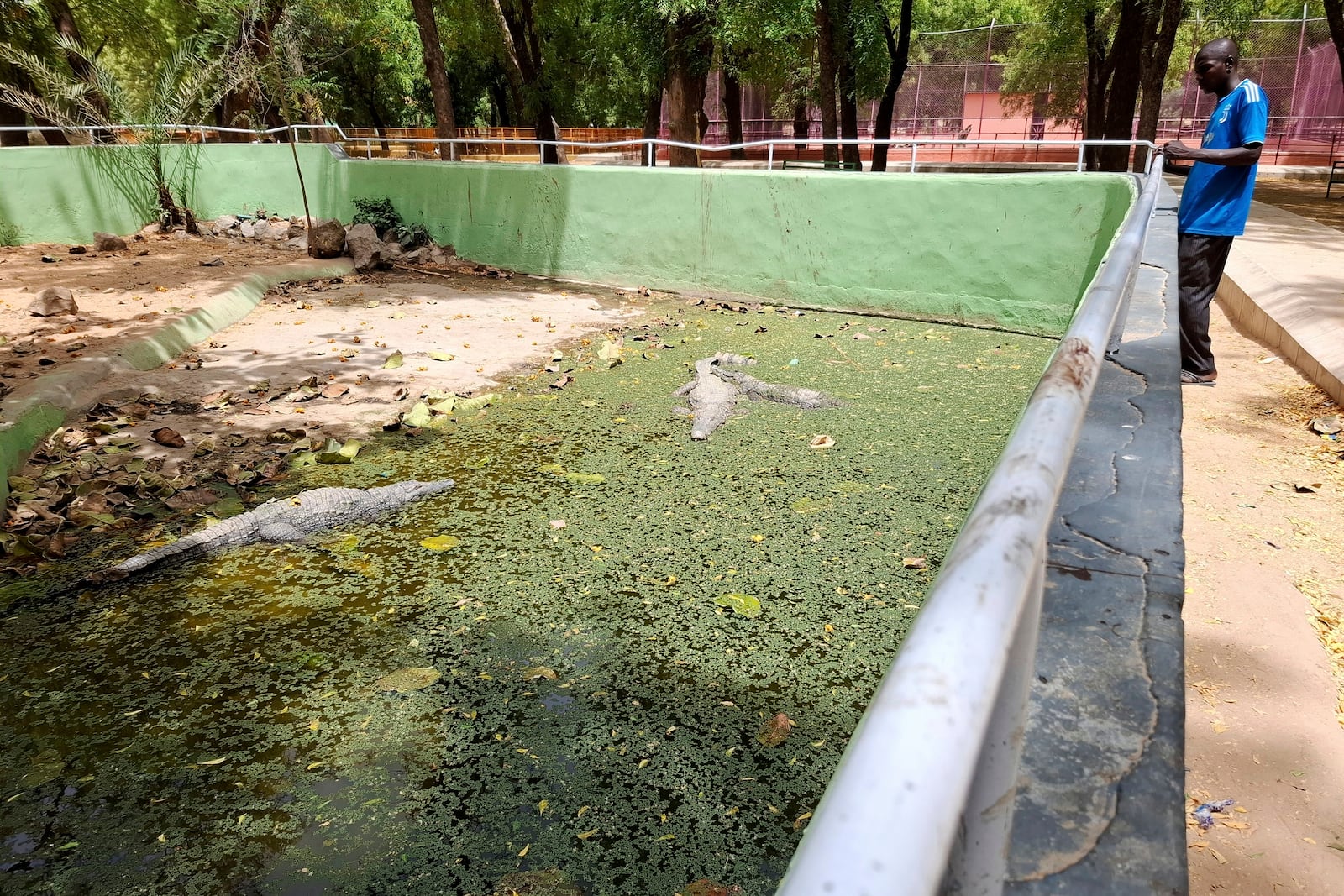 A man watches crocodiles at a zoo in Maiduguri, Nigeria, Saturday, March 15, 2025. (AP Photo/Joshua Olatunji)