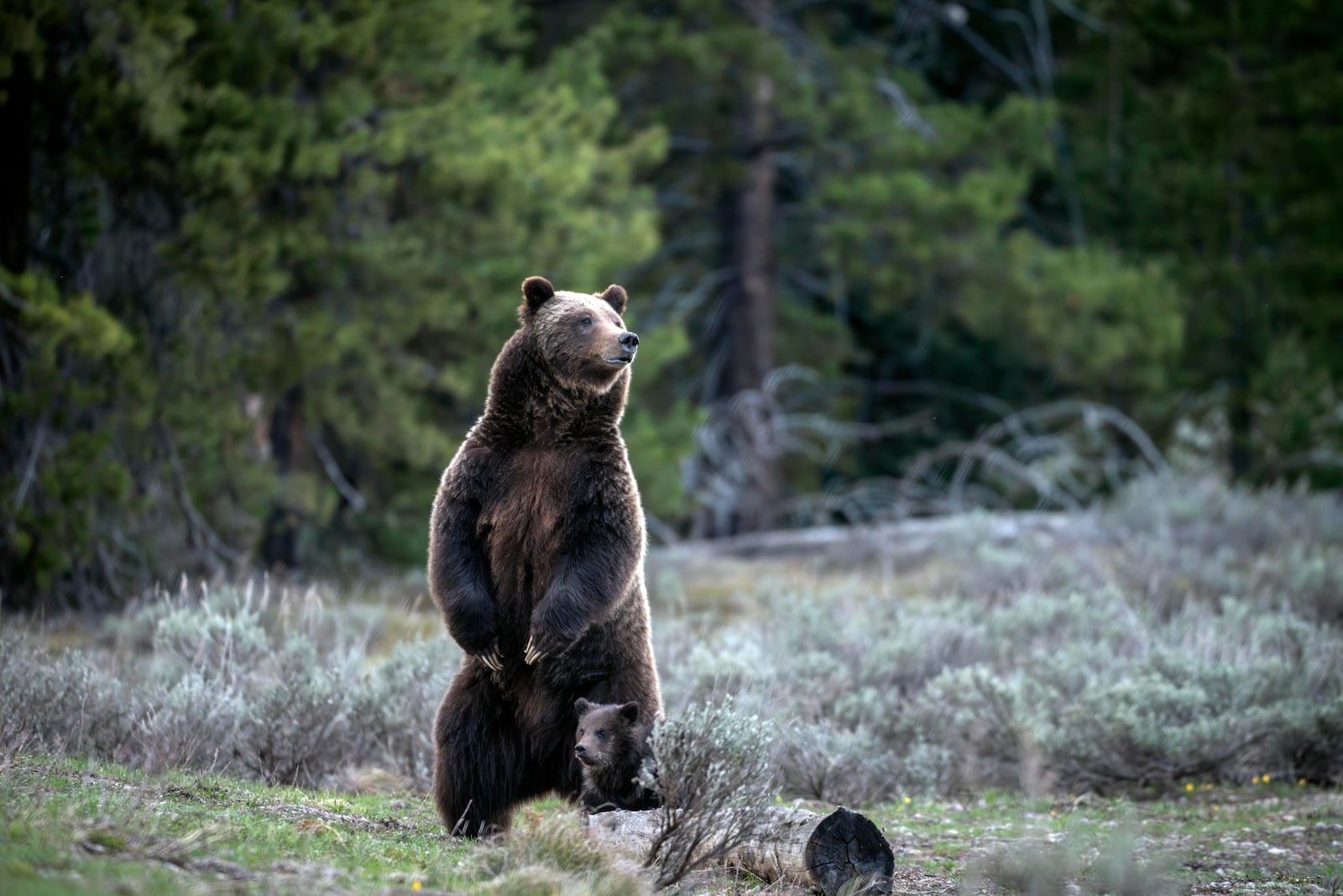 In this undated photo provided by Grand Teton National Park a grizzly bear known as No. 399 stands along side a cub. (C. Adams/Grand Teton National Park via AP)