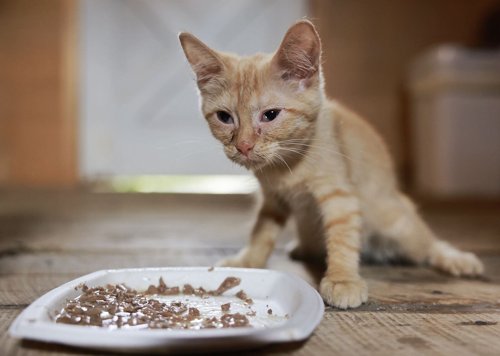 Angela Delvecchio is caring for stray cats in her barn as part of a coordinated effort with Oxford Veterinary Hospital to catch and sterilize stray cats in Oxford. Some of the cats will be rehomed and will be spayed or neutered when they are old enough. NICK GRAHAM/STAFF