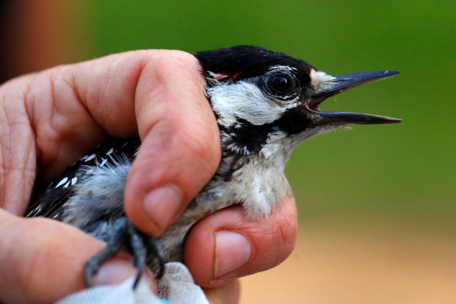 FILE - A red-cockaded woodpecker is held by a biologist collecting data on the species at Fort Bragg in North Carolina on Tuesday, July 30, 2019. (AP Photo/Robert F. Bukaty, File)