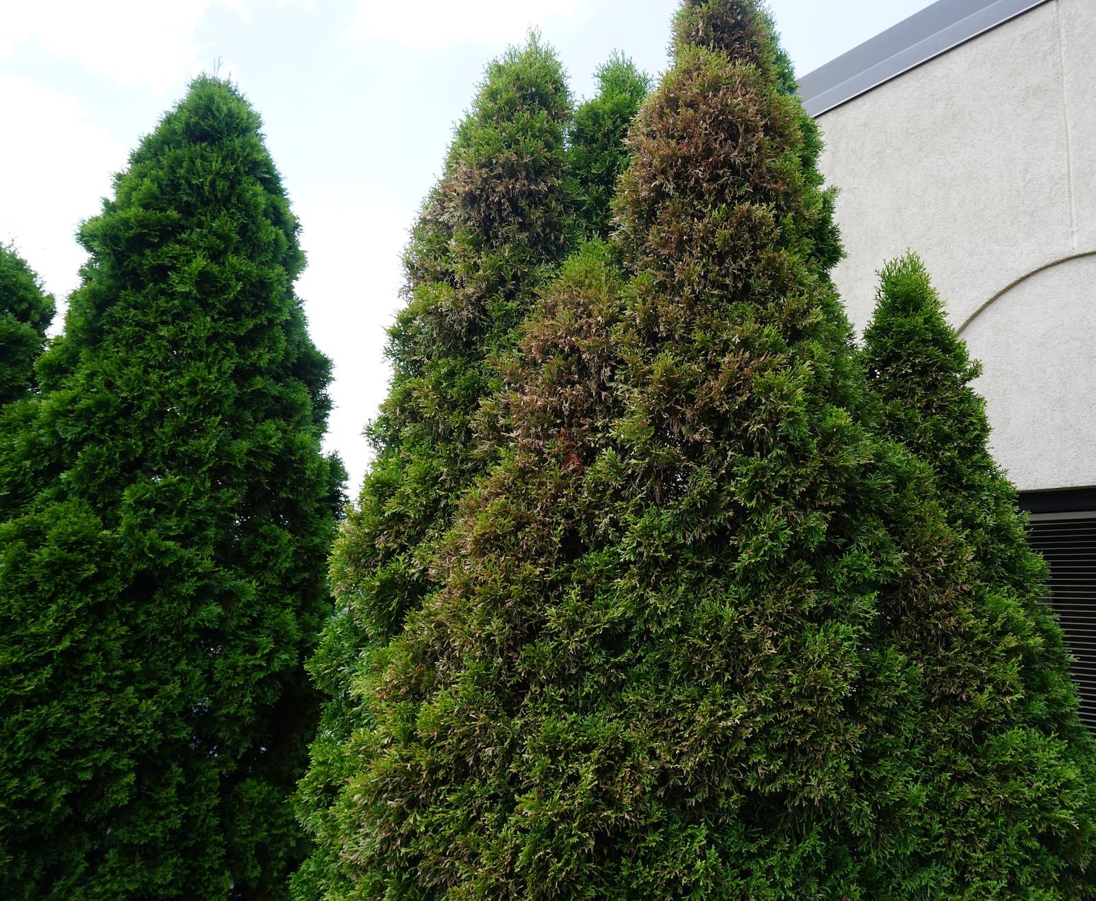 Feeding damage in the early stages of bagworm development on an arborvitae.