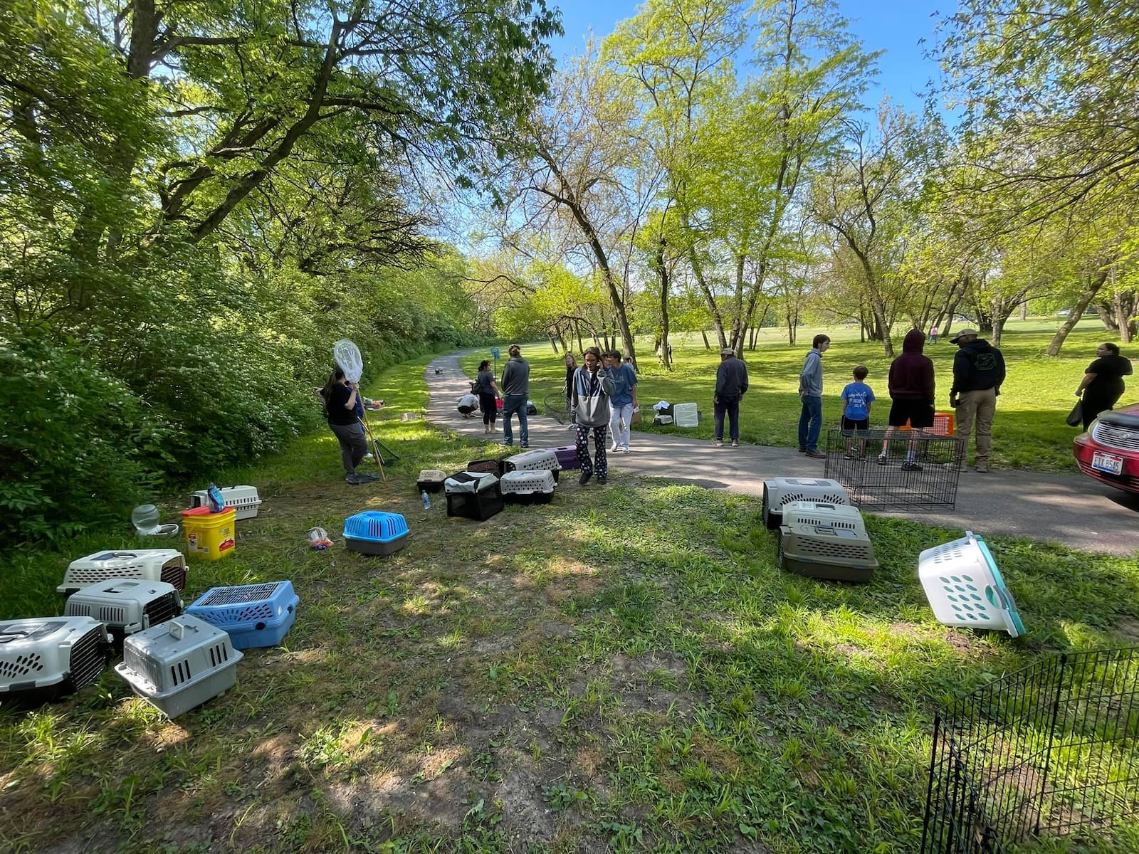 Volunteers from several animal rescue agencies teamed up Saturday to rescue 65 domestic rabbits dumped in Middletown's Smith Park. SUBMITTED