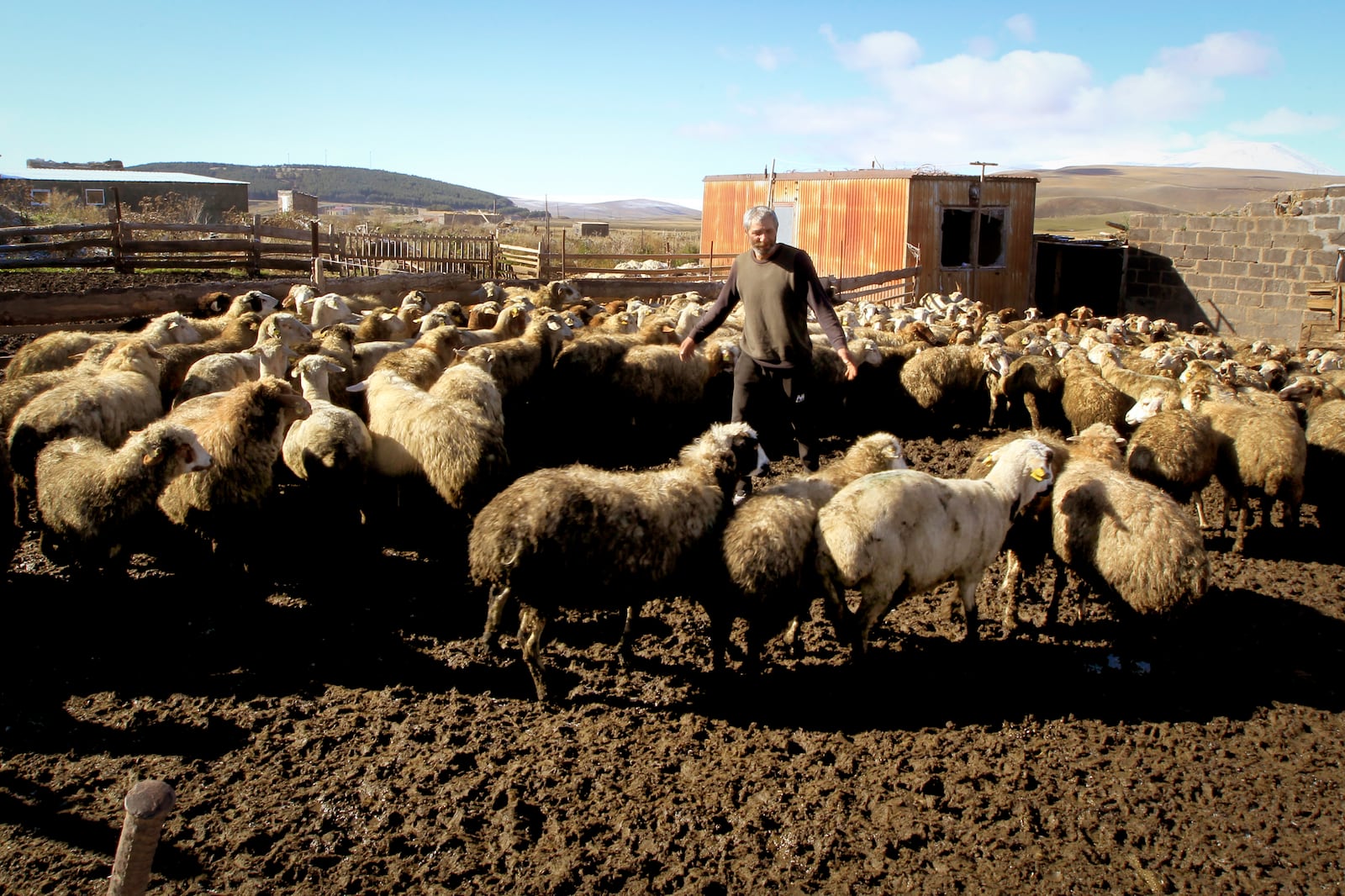 Vahan Agayan looks after his sheep in the Javakheti region, Georgia, Tuesday, Oct. 22, 2024. (AP Photo/Shakh Aivazov)