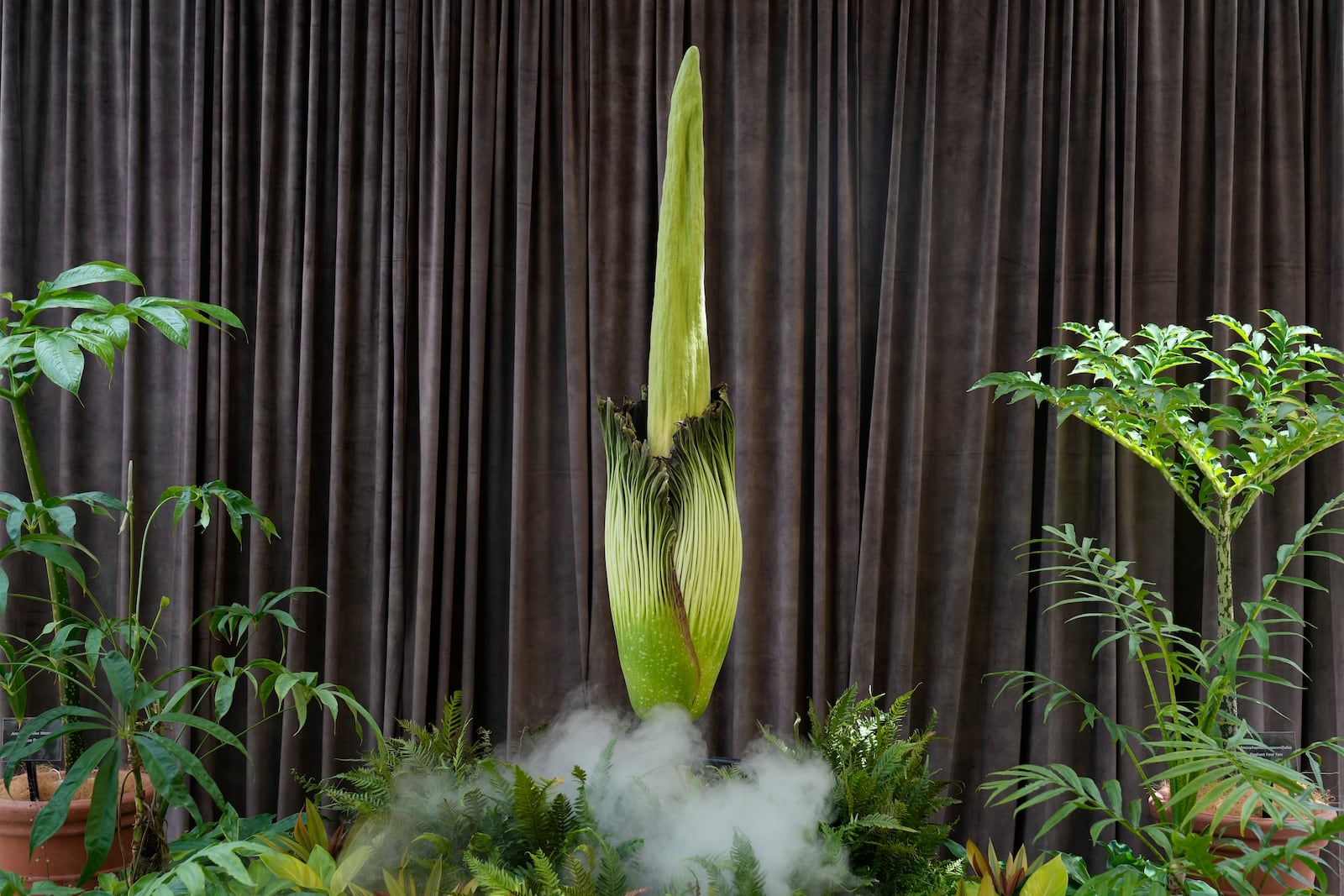 An endangered plant known as the "corpse flower" for its putrid stink, is about to bloom at the Royal Botanical Gardens in Sydney, Australia, Thursday, Jan. 23, 2025. (AP Photo/Rick Rycroft)