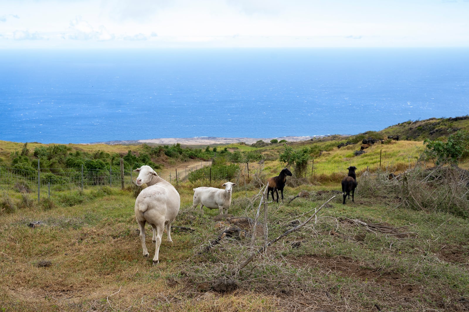 Sheep graze at Kahikinui Homestead on Sunday, July 7, 2024, in Kahikinui, Hawaii. (AP Photo/Mengshin Lin)