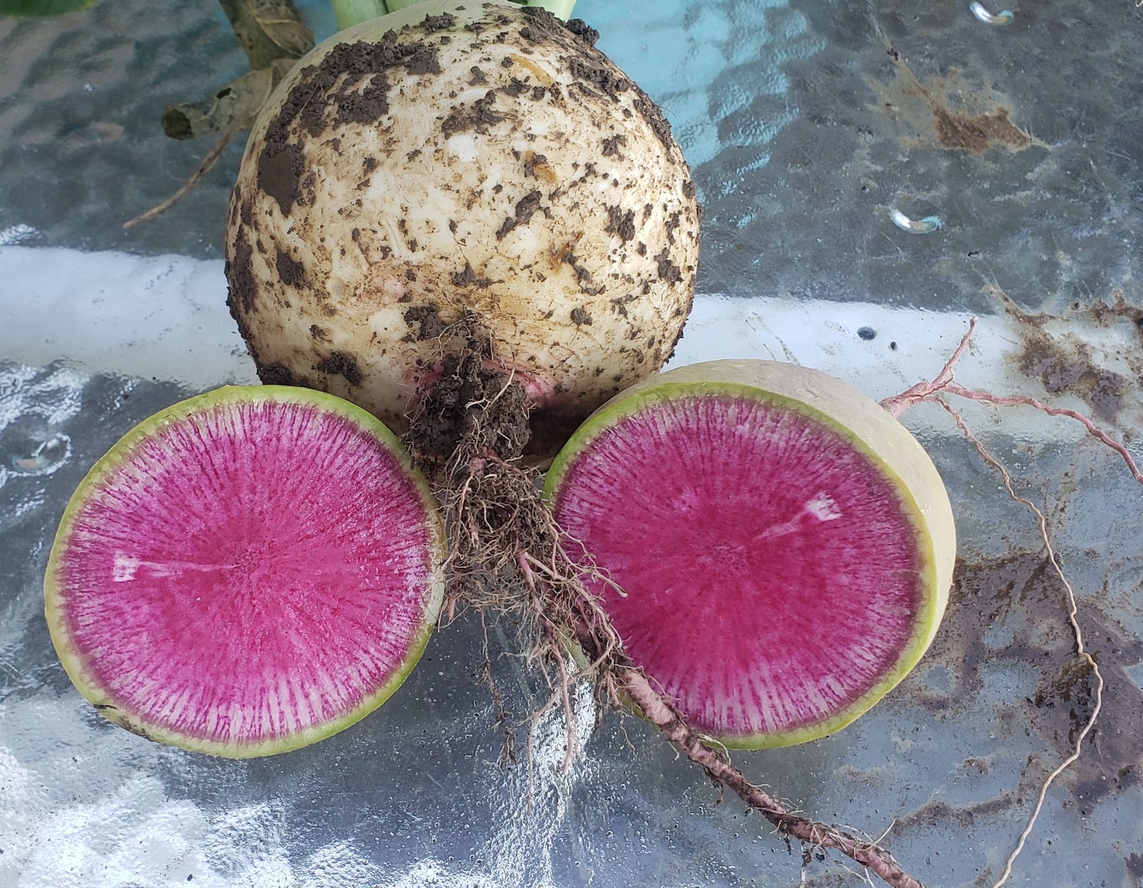 Watermelon radish is one of my favorite early spring vegetables to grow.