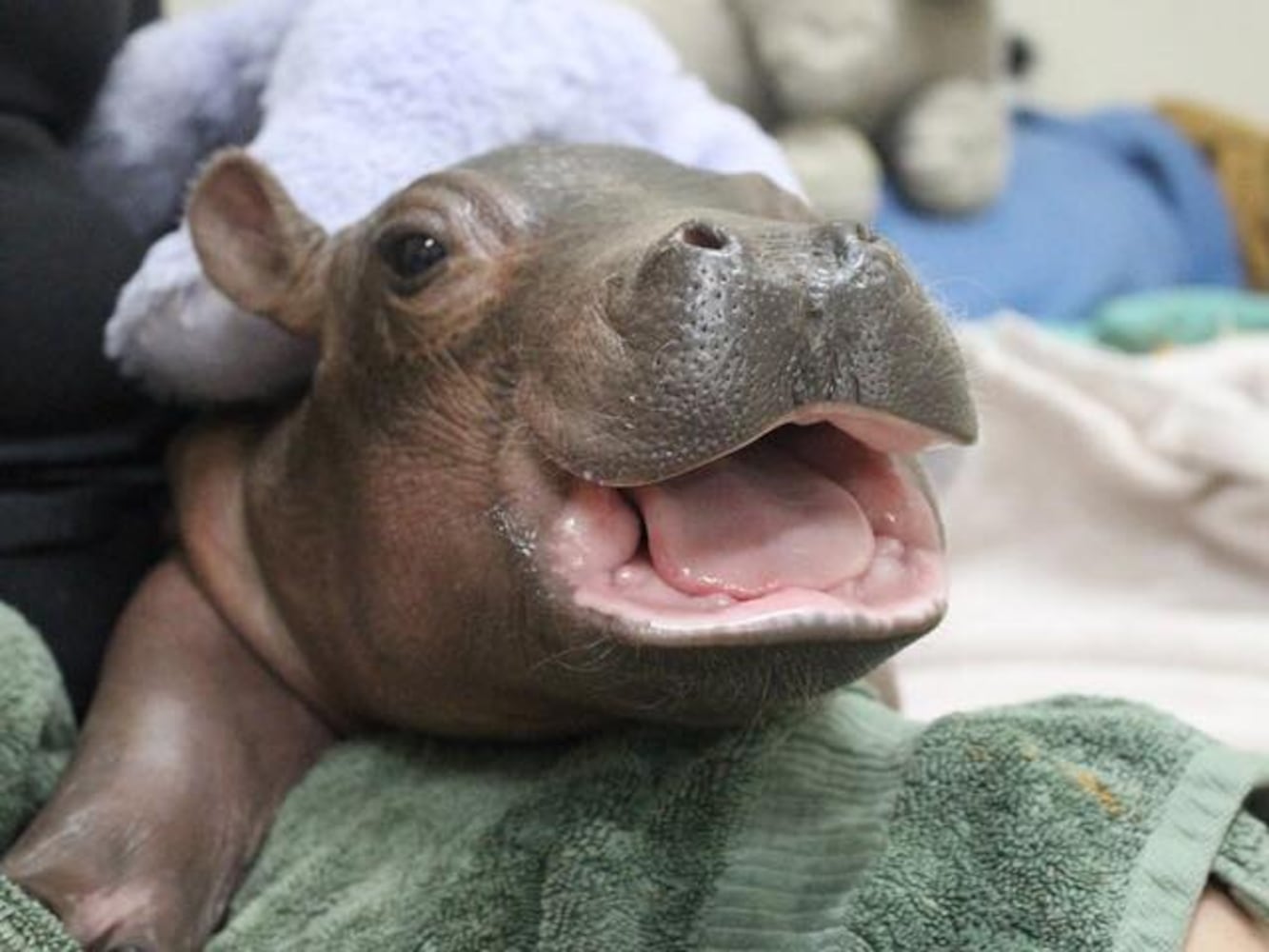 Fiona the hippo