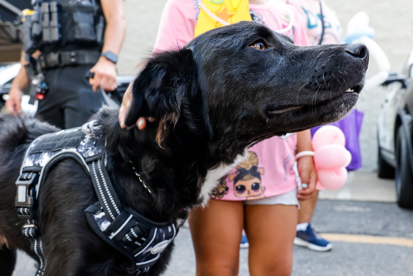 Arthur is one of two new therapy dogs for Hamilton Police Department Thursday, Aug. 3, 2023. NICK GRAHAM/STAFF