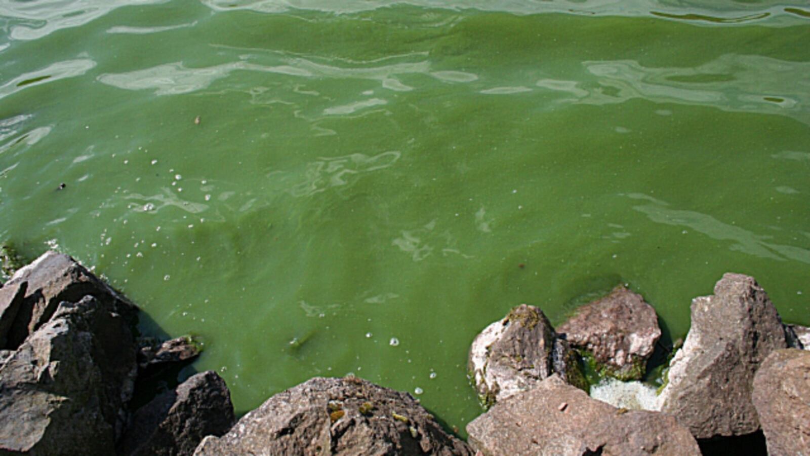 An example of a toxic algae bloom, which has closed down all of Mississippi's 21 beaches along the Gulf Coast, one of the worst weekend's for a toxic bloom as thousands of Americans flock to beaches over the Fourth of July holiday.