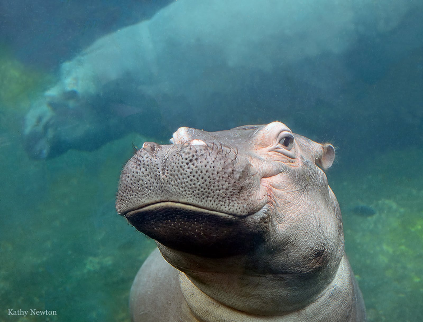 Fiona - photo courtesy Cincinnati Zoo and Botanical Garden