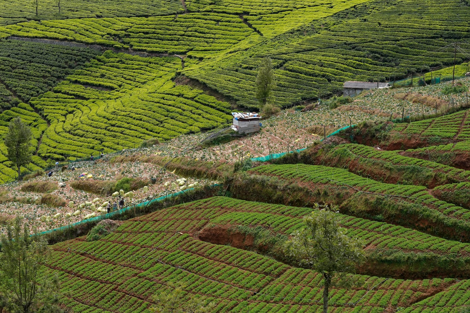 Workers harvest cabbage from a strip of land surrounded by large tea estates in Nilgiris district, India, Wednesday, Sept. 25, 2024. (AP Photo/Aijaz Rahi)