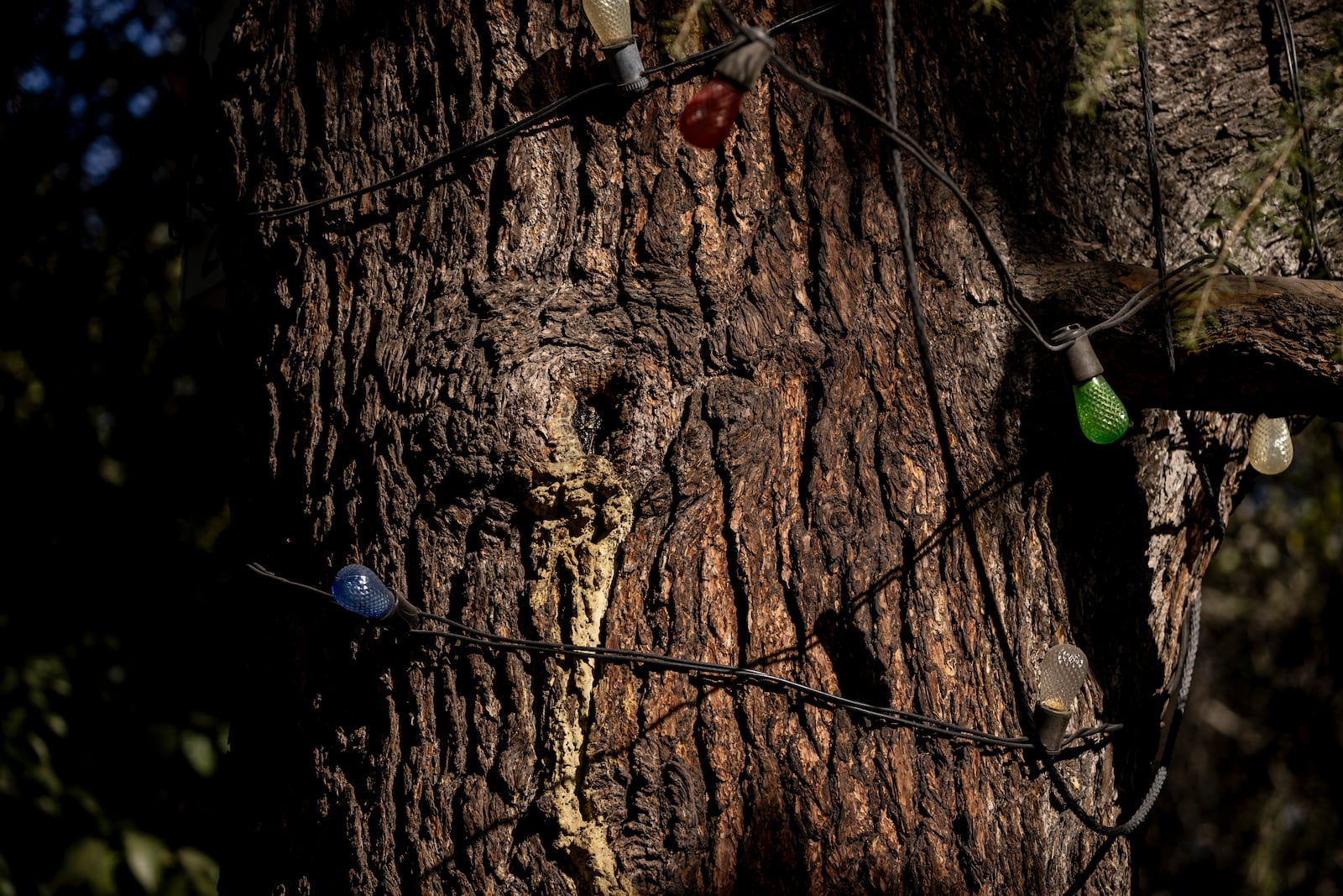 Christmas ornaments are seen on a Deodar cedar tree along Santa Rosa Avenue, also referred to by locals as the Christmas Tree Lane, after the Eaton Fire in Altadena, Calif., Monday, Jan. 13, 2025. (Stephen Lam/San Francisco Chronicle via AP)