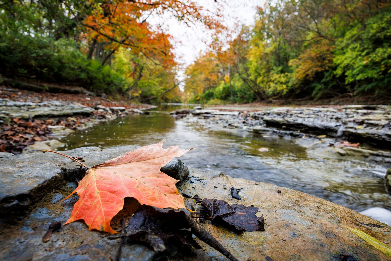 101923 fall colors