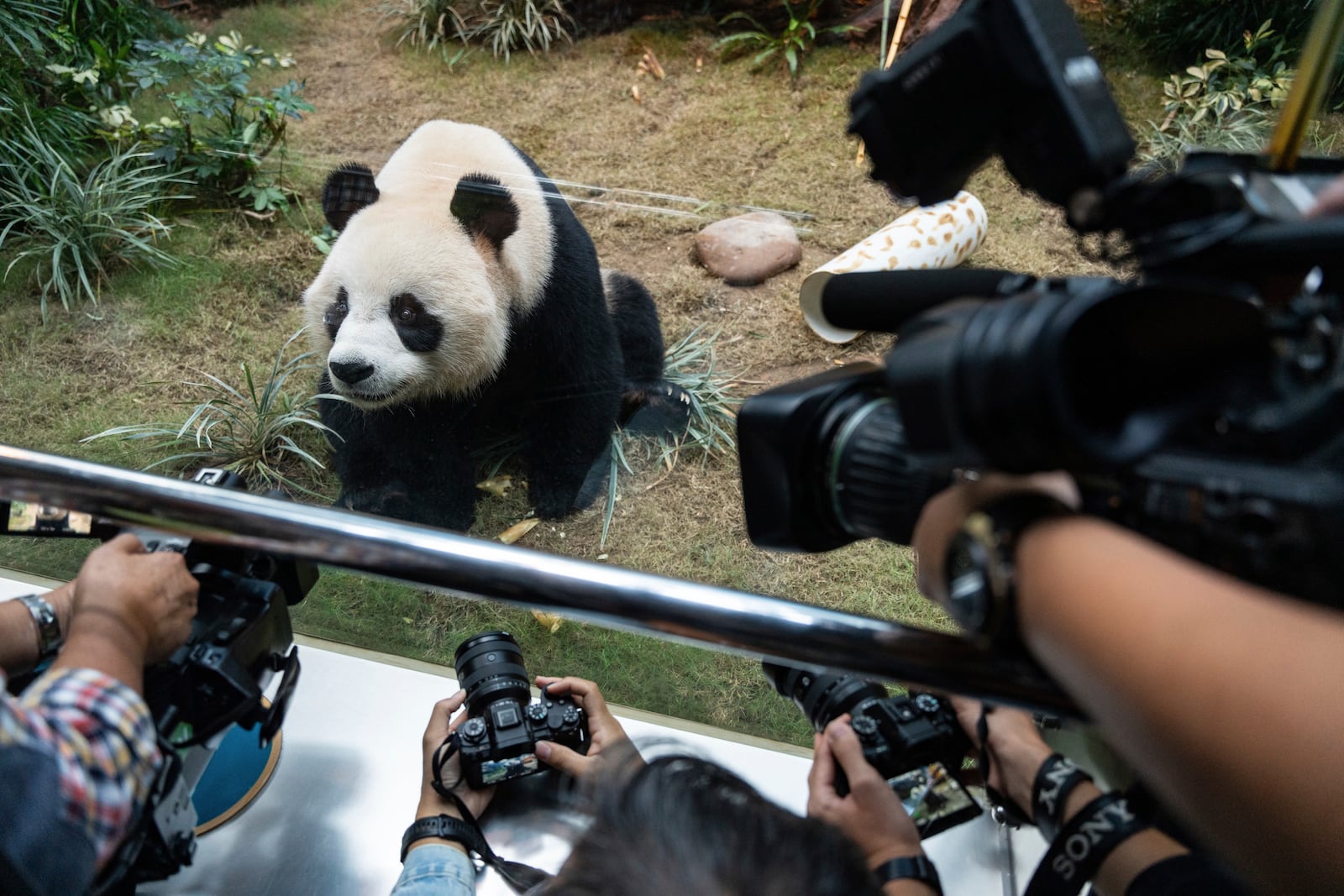 The Beijing-gifted giant panda An An makes his debut appearance to media in Ocean Park during a preview event in Hong Kong, Monday, Dec. 2, 2024. (AP Photo/Chan Long Hei)