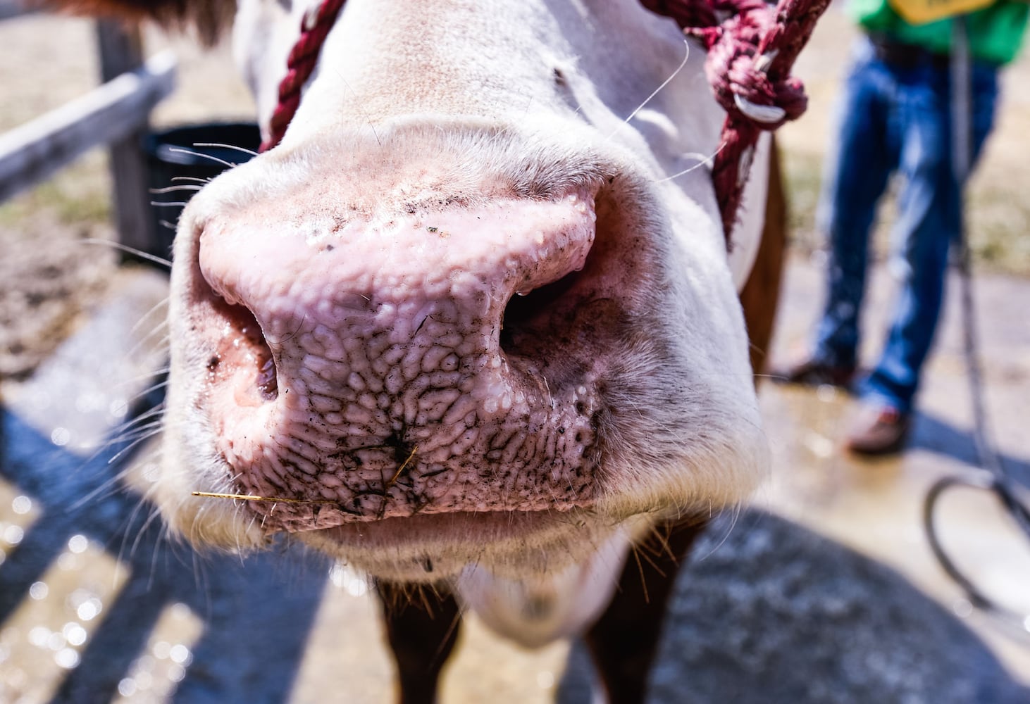 PHOTOS: Butler County Fair 2018