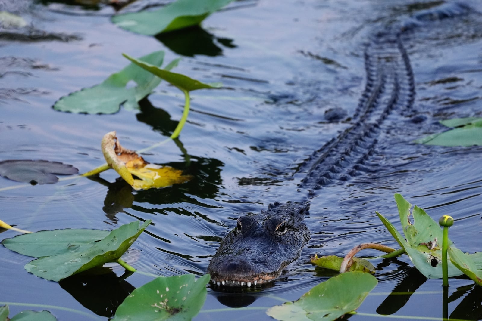 An alligator glides through the water in Florida's Everglades National Park, Friday, May 17, 2024. (AP Photo/Rebecca Blackwell)