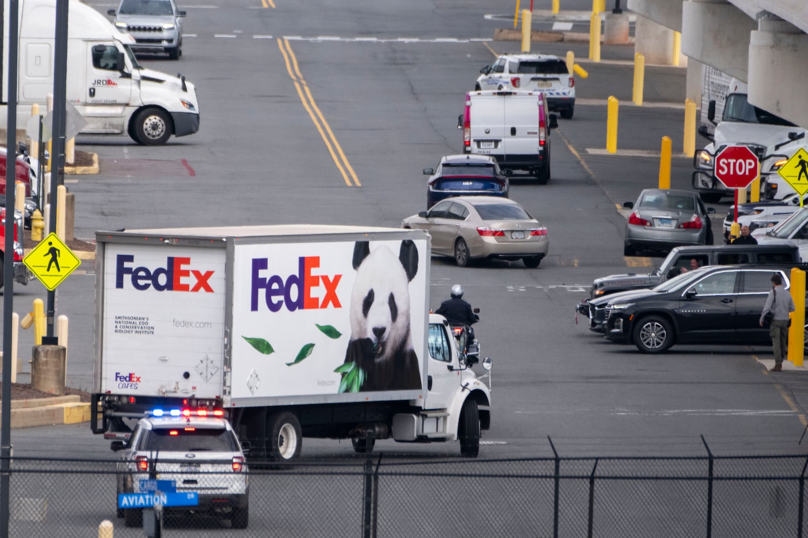 Police vehicles escort a FedEx truck carrying giant pandas to the National Zoo after they arrived at Dulles International Airport from China on Tuesday, Oct. 15, 2024 in Sterling, Va. (AP Photo/Kevin Wolf)