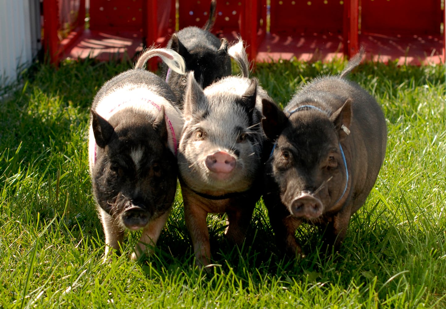 PHOTOS: Did we spot you at the Preble County Pork Festival?