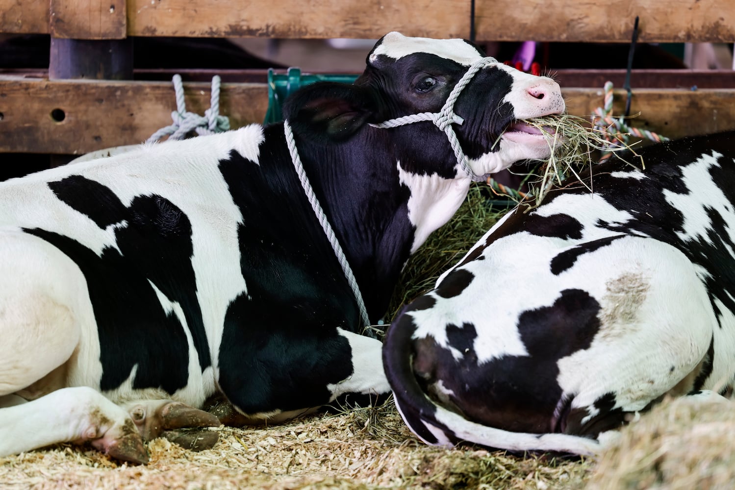 072423 Butler County Fair