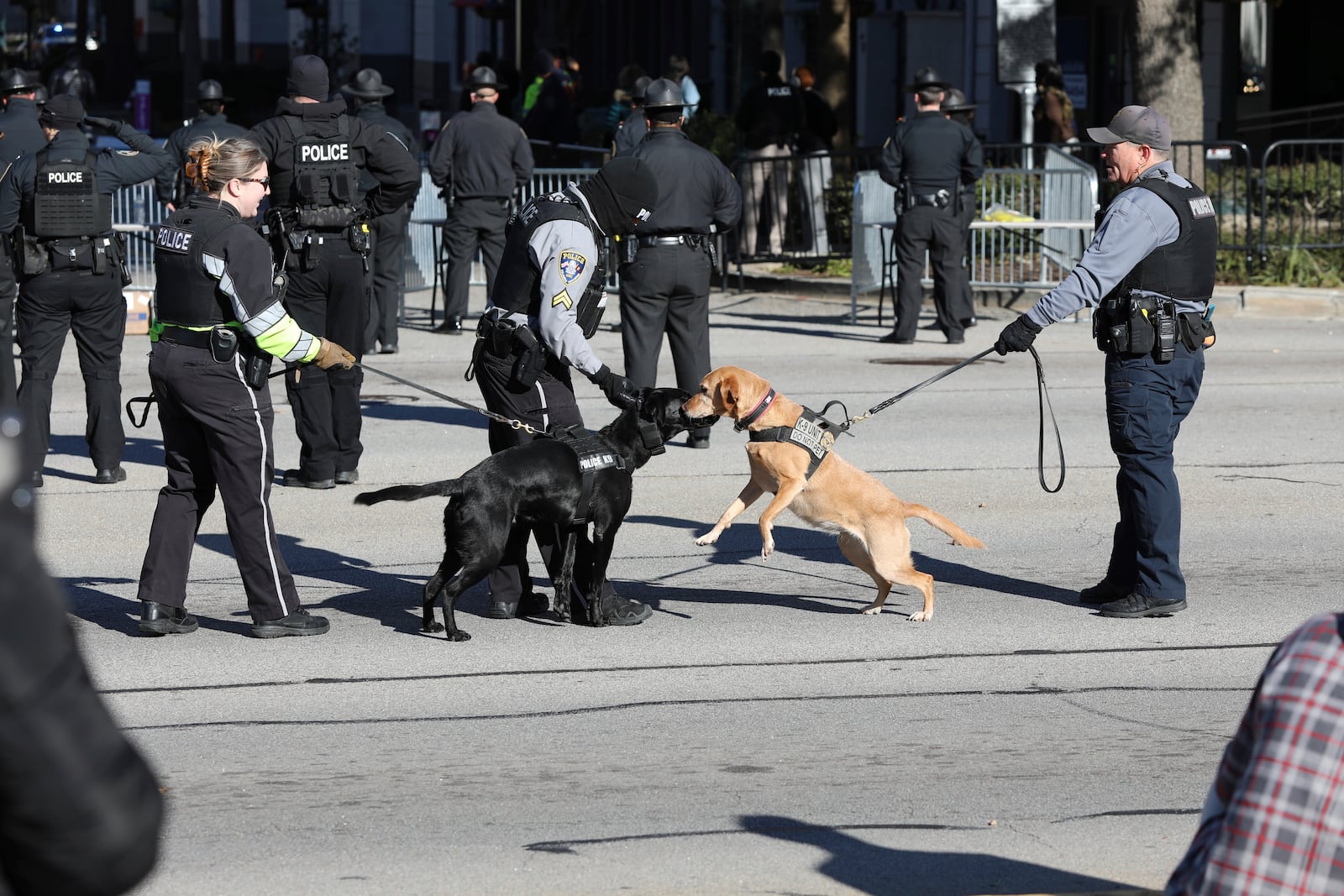 Two police dogs meet each other as they wait to sniff people coming to a march and rally at the South Carolina Statehouse to honor Martin Luther King Jr. on his holiday on Monday, Jan. 20, 2025, in Columbia, S.C. (AP Photo/Jeffrey Collins)